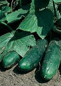 Cucumis sativus 'Garden Sweet Burpless'